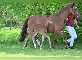 Cheval de sport allemand, Étalon, 1 Année, Alezan brûlé