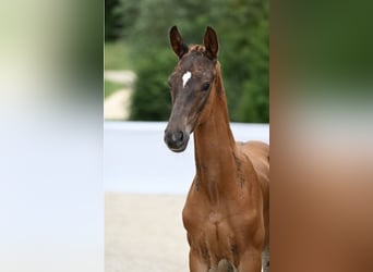 Cheval de sport allemand, Étalon, 1 Année, Alezan brûlé