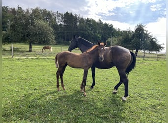 Cheval de sport allemand, Étalon, 1 Année, Alezan brûlé