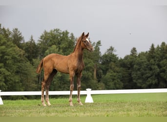 Cheval de sport allemand, Étalon, 1 Année, Alezan brûlé