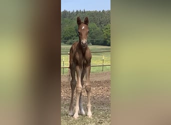 Cheval de sport allemand, Étalon, 1 Année, Alezan