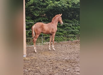 Cheval de sport allemand, Étalon, 1 Année, Alezan
