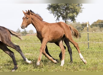 Cheval de sport allemand, Étalon, 1 Année, Alezan