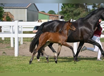 Cheval de sport allemand, Étalon, 1 Année, Bai brun
