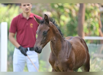 Cheval de sport allemand, Étalon, 1 Année, Bai brun