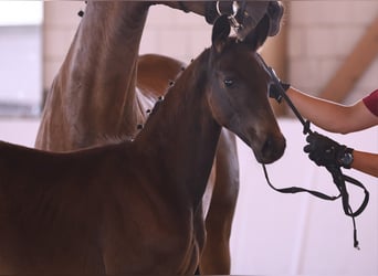 Cheval de sport allemand, Étalon, 1 Année, Bai brun