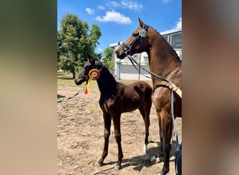 Cheval de sport allemand, Étalon, 1 Année, Bai brun