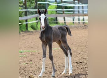 Cheval de sport allemand, Étalon, 1 Année, Bai brun foncé