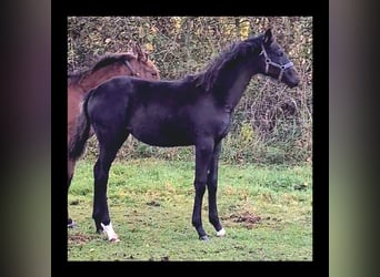 Cheval de sport allemand, Étalon, 1 Année, Bai brun foncé