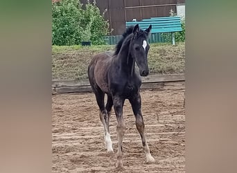 Cheval de sport allemand, Étalon, 1 Année, Bai brun foncé