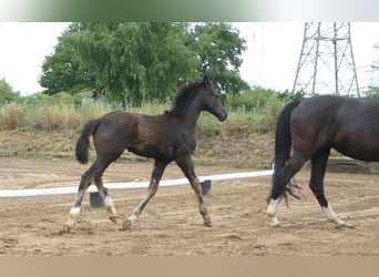 Cheval de sport allemand, Étalon, 1 Année, Bai brun foncé