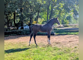 Cheval de sport allemand, Étalon, 1 Année, Bai