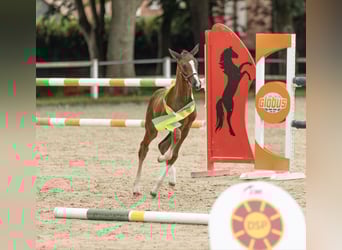 Cheval de sport allemand, Étalon, 1 Année, Bai