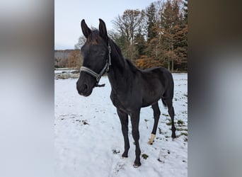 Cheval de sport allemand, Étalon, 1 Année