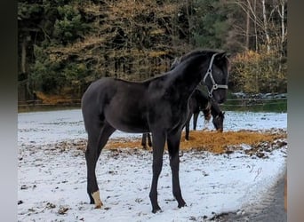 Cheval de sport allemand, Étalon, 1 Année