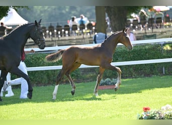 Cheval de sport allemand, Étalon, 1 Année