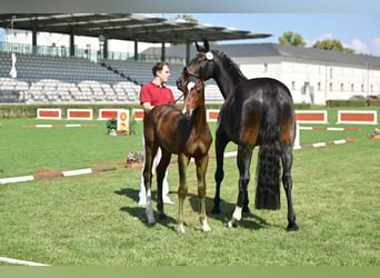Cheval de sport allemand, Étalon, 1 Année