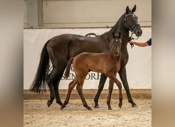 Cheval de sport allemand, Étalon, 1 Année, Noir