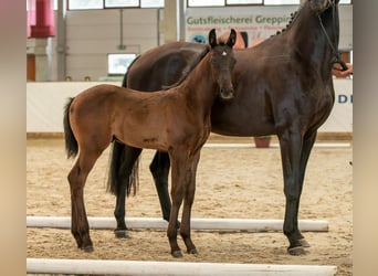 Cheval de sport allemand, Étalon, 1 Année, Noir