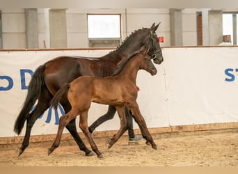 Cheval de sport allemand, Étalon, 1 Année, Noir