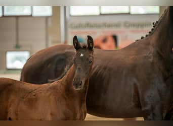 Cheval de sport allemand, Étalon, 1 Année, Noir