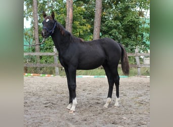 Cheval de sport allemand, Étalon, 1 Année, Noir