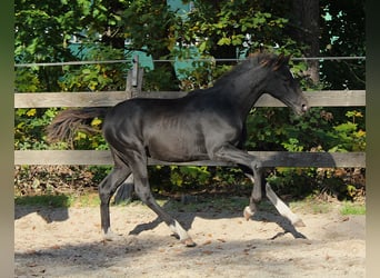 Cheval de sport allemand, Étalon, 1 Année, Noir