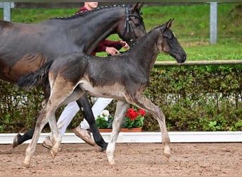 Cheval de sport allemand, Étalon, 1 Année, Noir