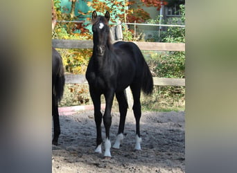 Cheval de sport allemand, Étalon, 1 Année, Noir