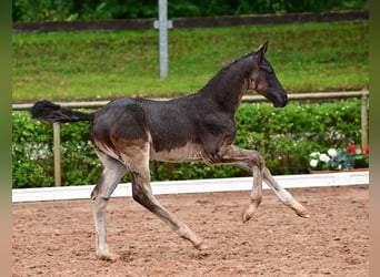 Cheval de sport allemand, Étalon, 1 Année, Noir