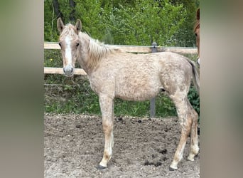 Cheval de sport allemand, Étalon, 1 Année, Peut devenir gris