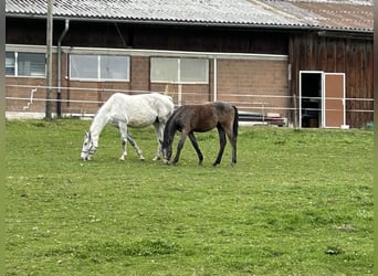 Cheval de sport allemand, Étalon, 1 Année, Peut devenir gris