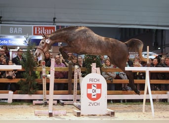 Cheval de sport allemand, Étalon, 1 Année, Peut devenir gris