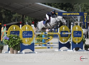 Cheval de sport allemand, Étalon, 1 Année, Peut devenir gris
