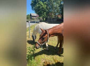 Cheval de sport allemand, Étalon, 2 Ans, 158 cm, Alezan
