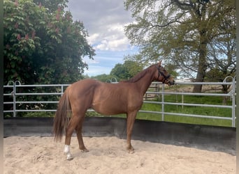 Cheval de sport allemand, Étalon, 2 Ans, 164 cm, Alezan brûlé