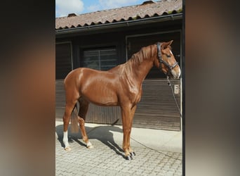 Cheval de sport allemand, Étalon, 2 Ans, 165 cm, Alezan