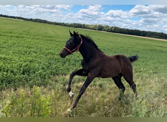 Cheval de sport allemand, Étalon, 2 Ans, 165 cm, Bai brun foncé