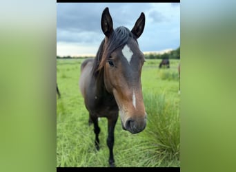Cheval de sport allemand, Étalon, 2 Ans, 165 cm, Bai brun foncé
