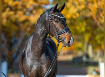 Cheval de sport allemand, Étalon, 2 Ans, 167 cm, Bai brun foncé