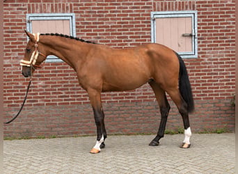Cheval de sport allemand, Étalon, 2 Ans, 167 cm, Bai