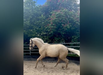 Cheval de sport allemand, Étalon, 2 Ans, 167 cm, Palomino