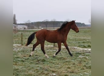 Cheval de sport allemand, Étalon, 2 Ans, 168 cm, Bai