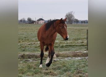 Cheval de sport allemand, Étalon, 2 Ans, 168 cm, Bai