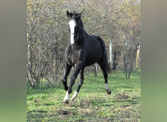 Cheval de sport allemand, Étalon, 2 Ans, 168 cm