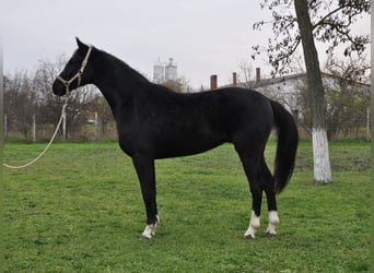 Cheval de sport allemand, Étalon, 2 Ans, 168 cm