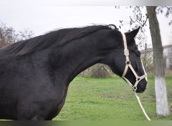 Cheval de sport allemand, Étalon, 2 Ans, 168 cm