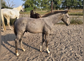 Cheval de sport allemand, Étalon, 2 Ans, 168 cm, Gris pommelé