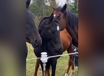 Cheval de sport allemand, Étalon, 2 Ans, 168 cm, Noir