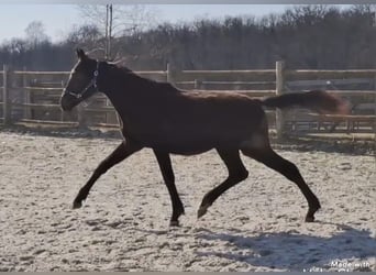 Cheval de sport allemand, Étalon, 2 Ans, 168 cm, Noir